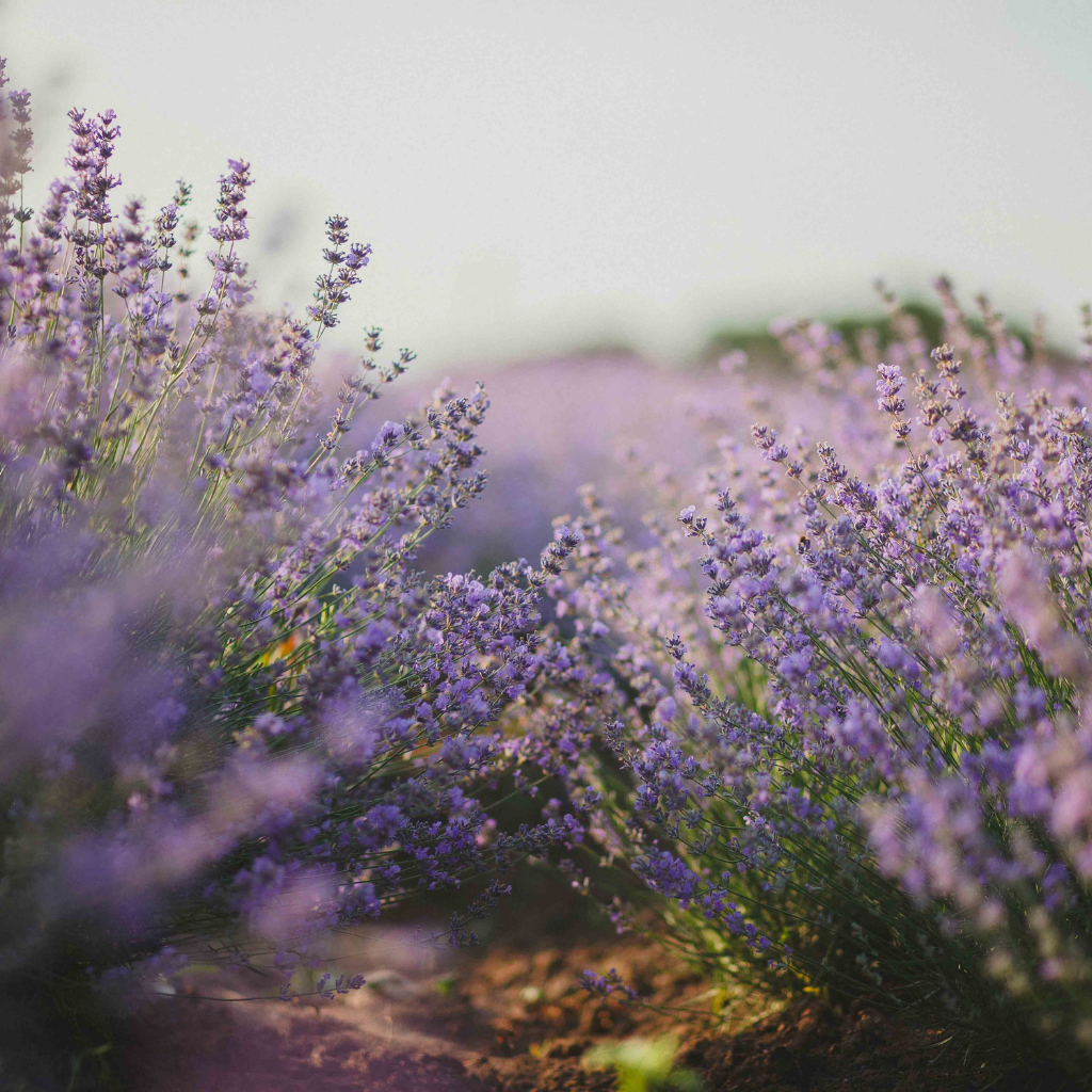 Soft purple lavender flowers in bloom with a blurred background, creating a calm natural landscape scene