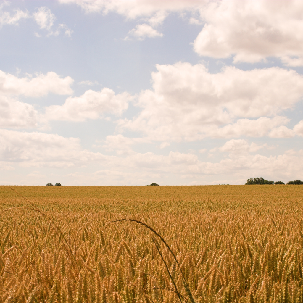 Wide open field beneath a bright cloudy sky, representing rural land for solar panels and renewable energy projects
